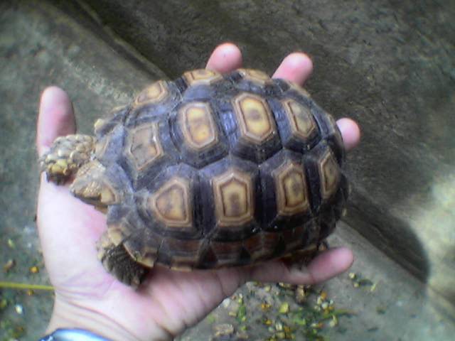 sulcata