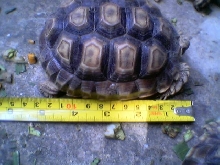 sulcata2