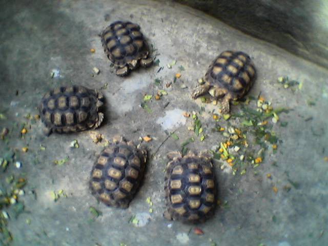 sulcata3
