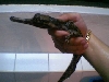 gharial