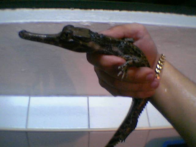 gharial