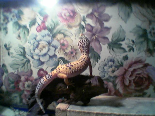 leopard