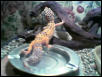 leopard2