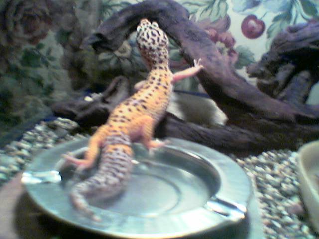 leopard2