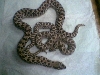 hognose