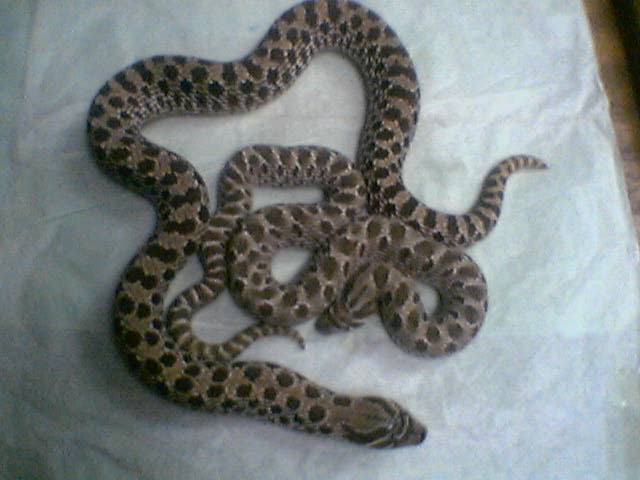 hognose