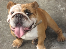 bulldog