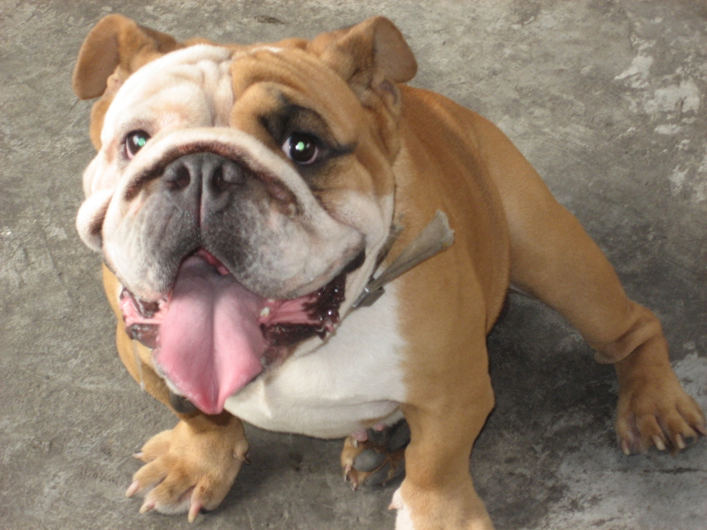 bulldog