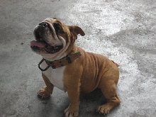bulldog