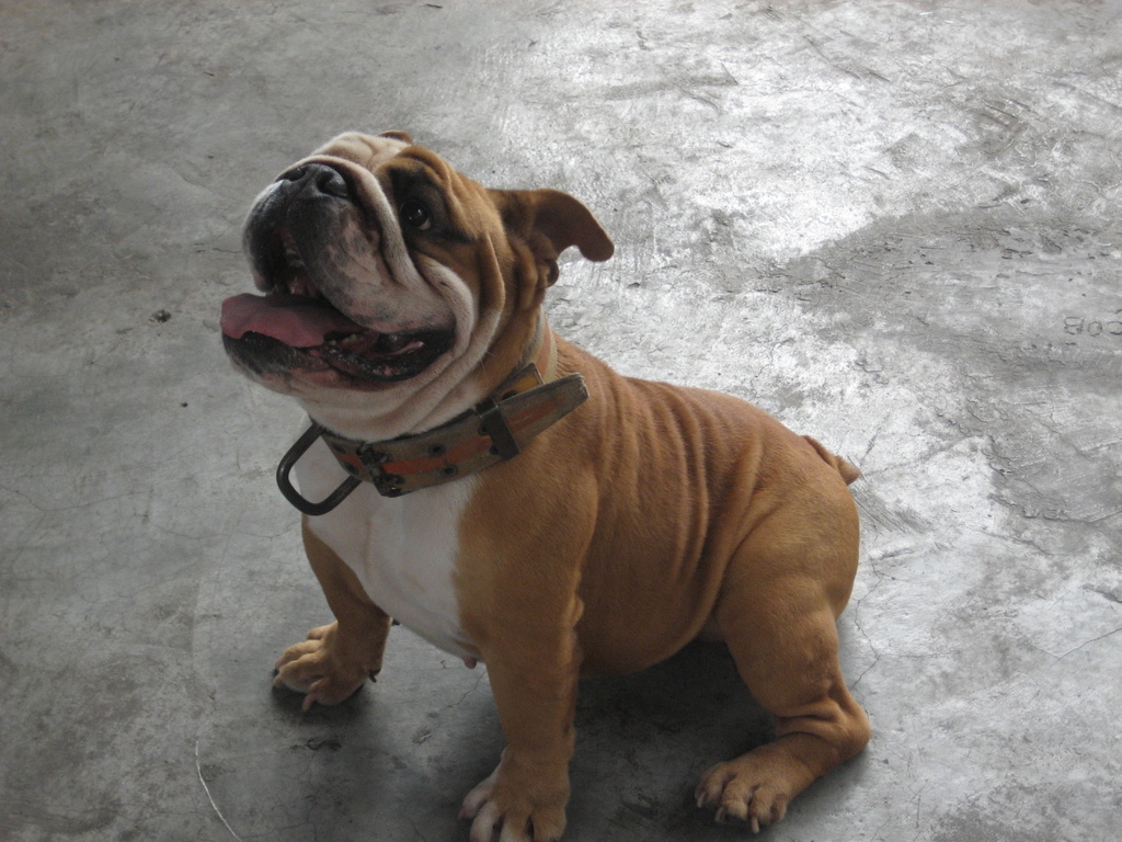 bulldog