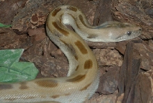 green burm