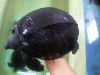 pignose