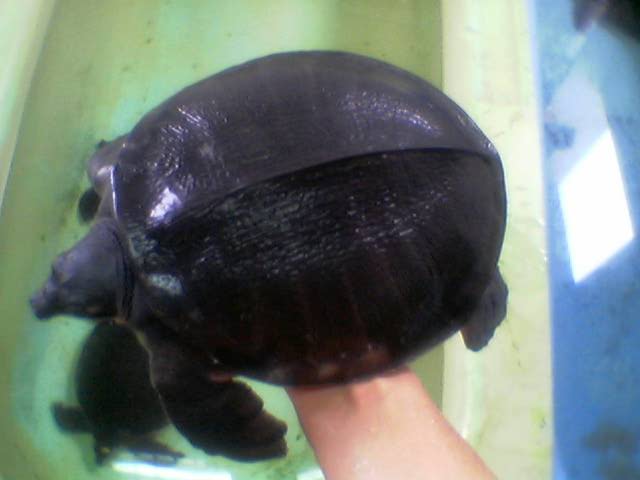 pignose