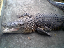 croc