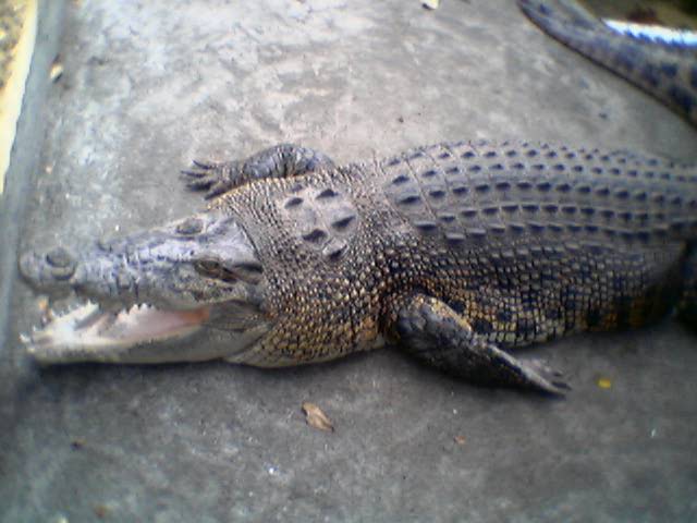 croc