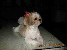shihtzu