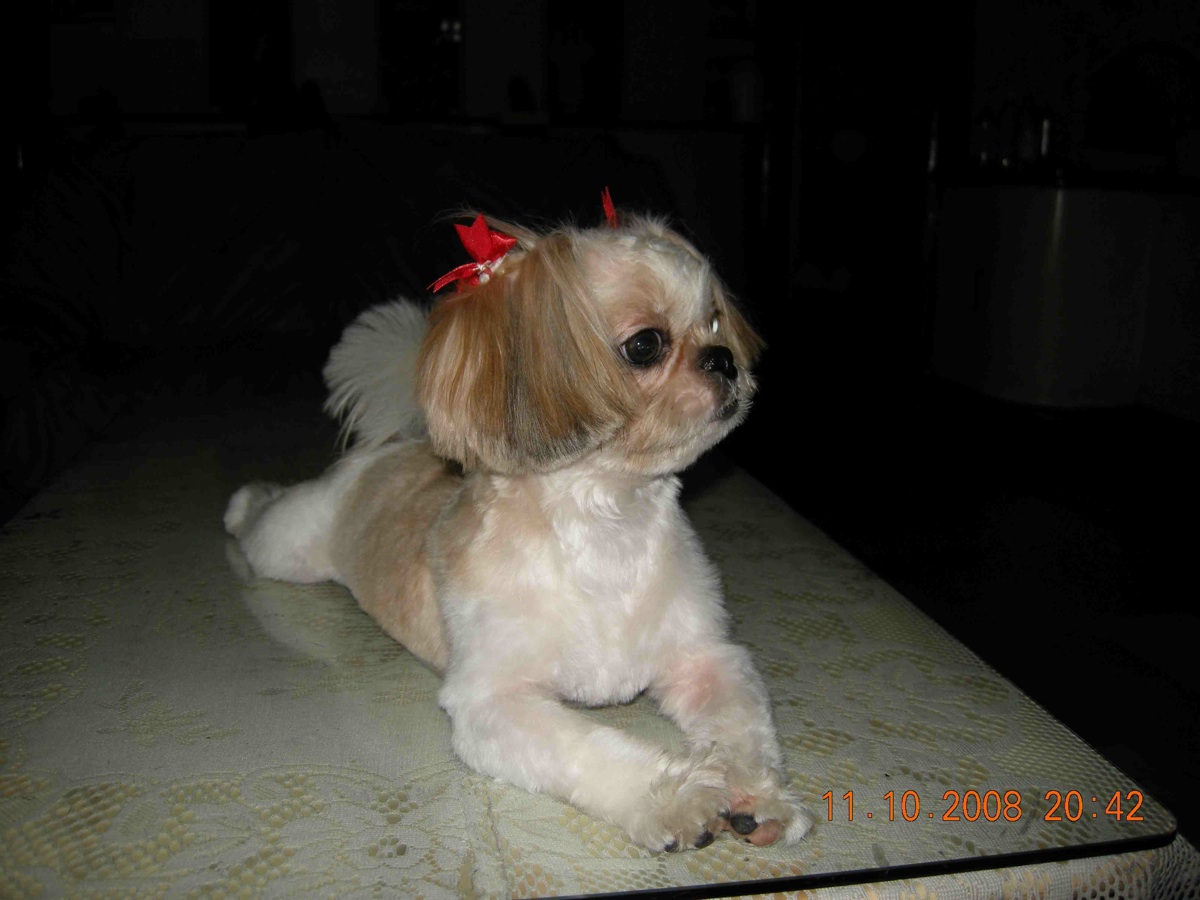 shihtzu