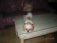 shihtzu