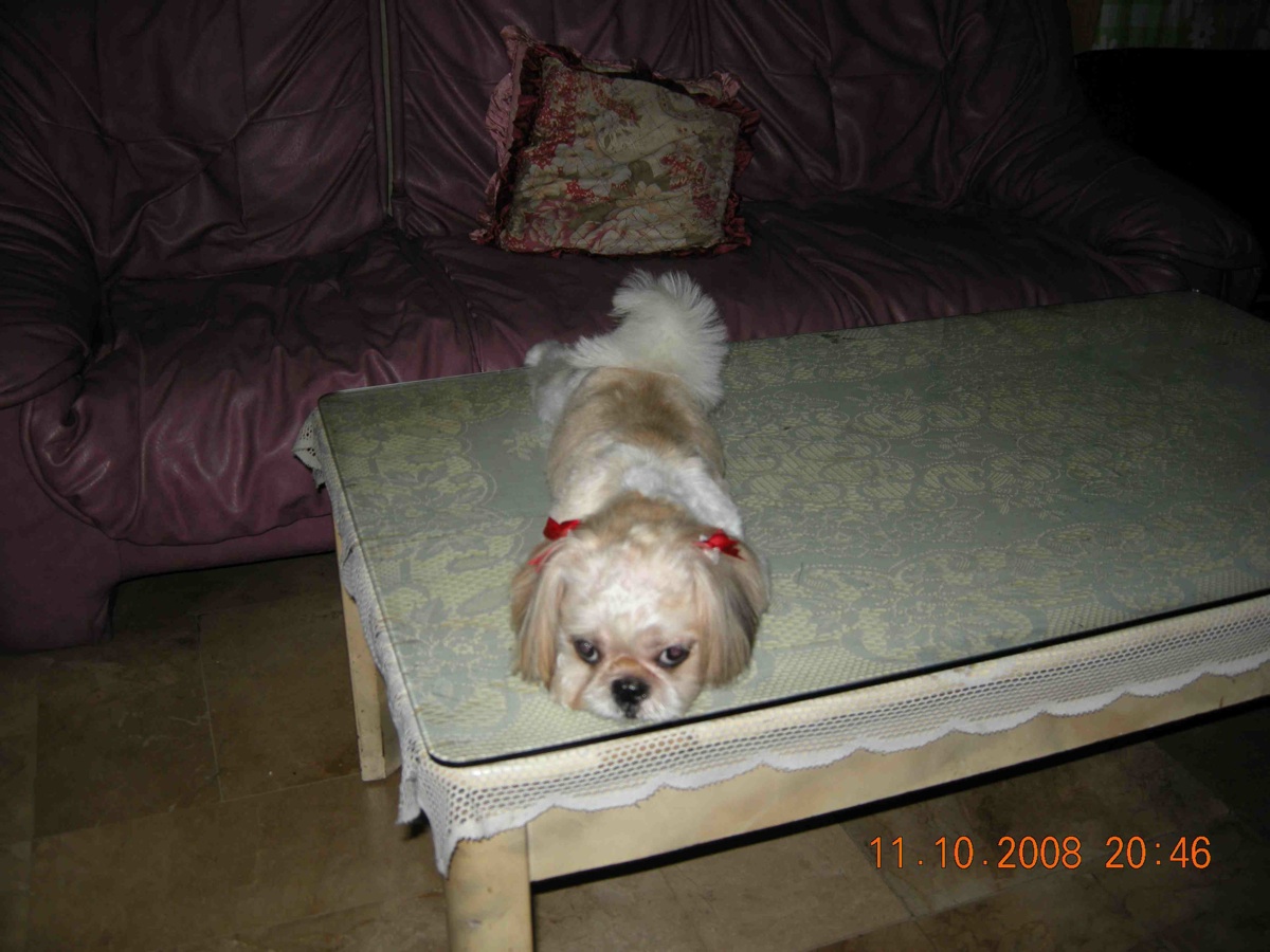shihtzu