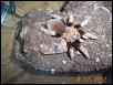 Aphonopelma bicoloratum