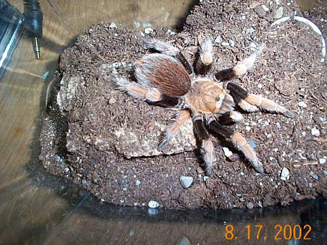 Aphonopelma bicoloratum