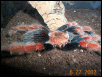 Brachyopelma boehmi