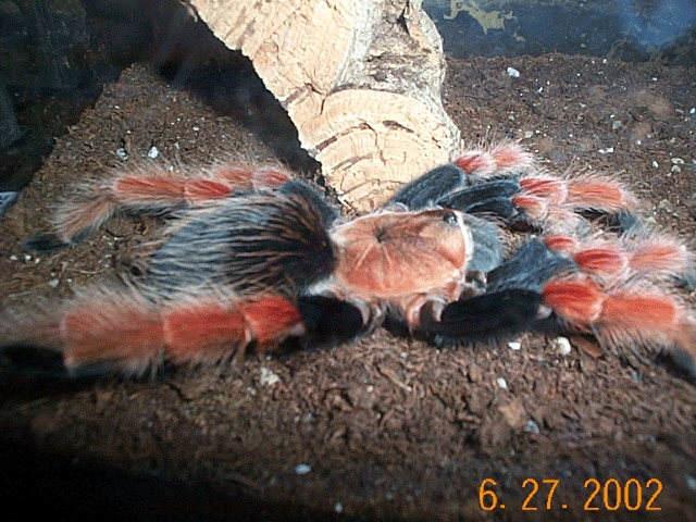 Brachyopelma boehmi