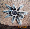 B. albipulosa