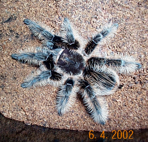 B. albipulosa