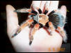 B.boehmei