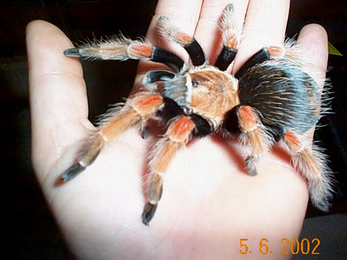 B.boehmei