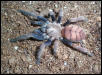 Chilobrachy fimbriatus