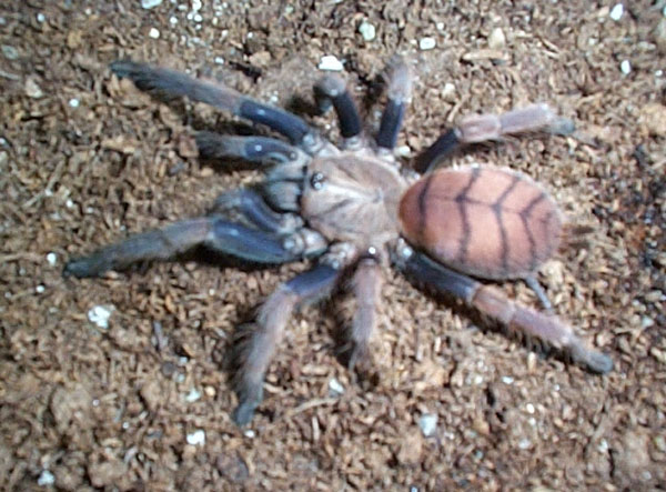 Chilobrachy fimbriatus
