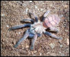 Chilobrachy fimbriatus 2
