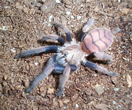 Chilobrachy fimbriatus 2