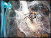 Chromotopelma cyanopubescense