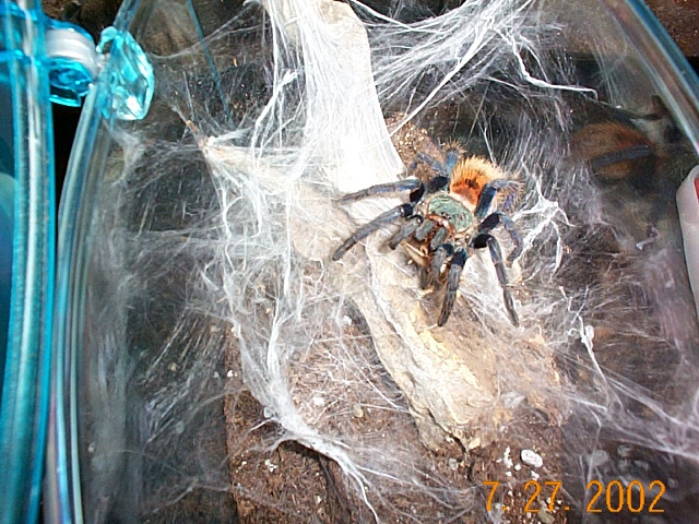 Chromotopelma cyanopubescense
