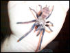 fimbriatus h