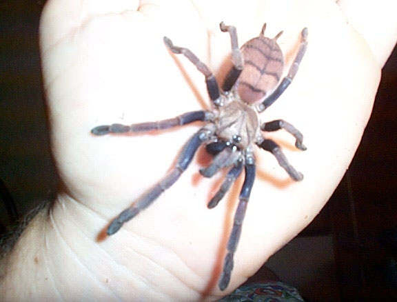 fimbriatus h