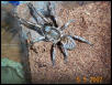 Haplopelma albostriatum