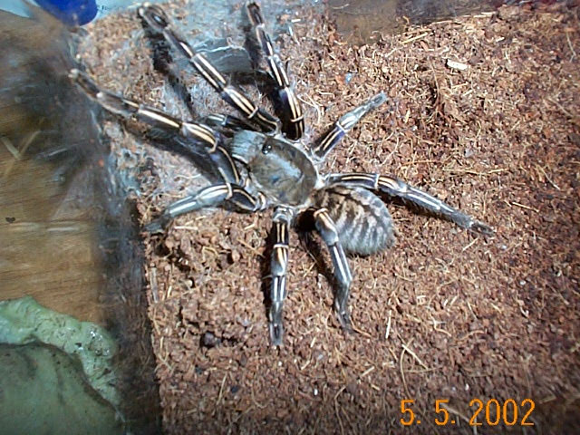 Haplopelma albostriatum
