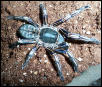 haplopelma albostriatum