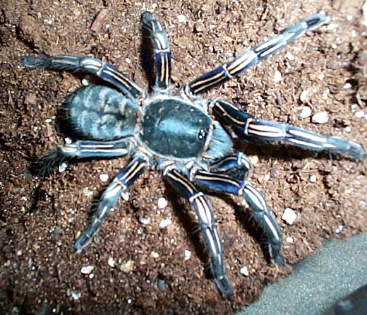 haplopelma albostriatum