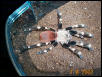 L. cristatus