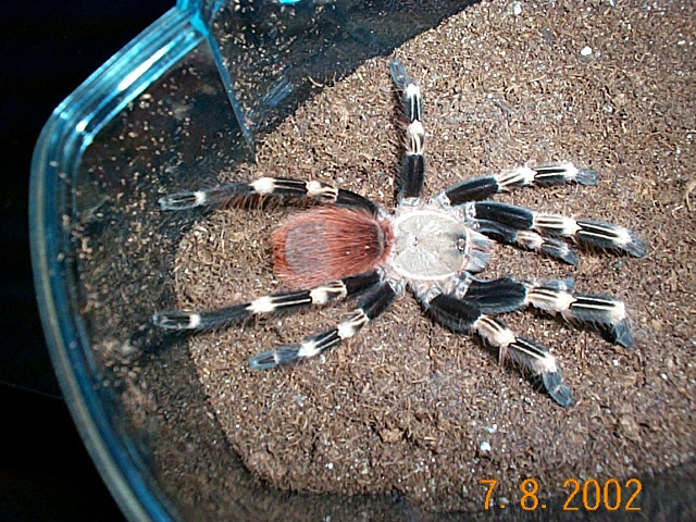 L. cristatus