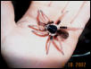egaphobema robustum