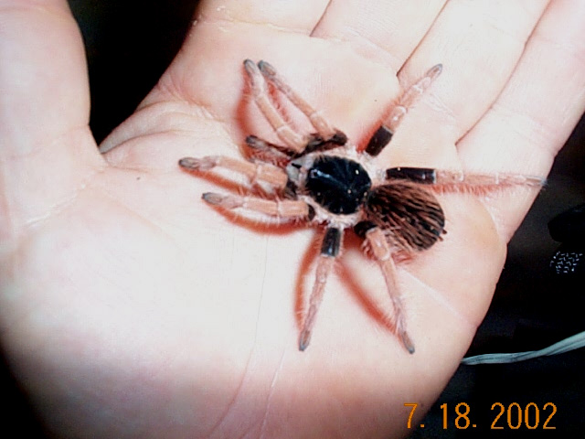 egaphobema robustum