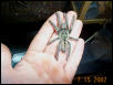 P. cambridgei