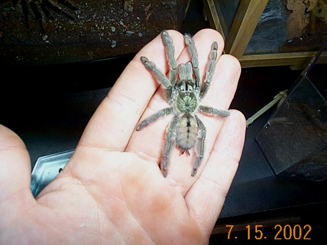 P. cambridgei