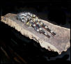 Poecilitheria regalis